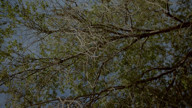 Video Reference N5: Sky, Twig, Plant, Trunk, Tree, Deciduous, Flowering plant, Grass, Plant stem, Natural landscape