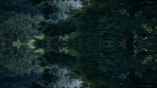 Video Reference N16: Water, Natural landscape, Watercourse, Plant, Grass, Evergreen, Landscape, Forest, Larch, Pattern