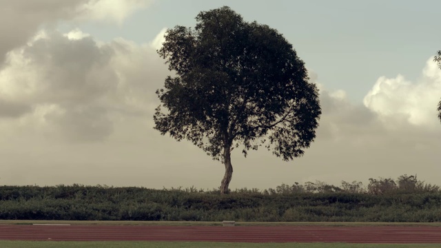 Video Reference N1: Cloud, Sky, Plant, Atmosphere, Ecoregion, Natural landscape, Natural environment, Tree, Branch, Grass