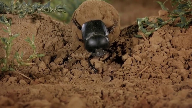 Video Reference N2: Insect, Arthropod, Organism, Terrestrial animal, Adaptation, Pest, Invertebrate, Soil, Landscape, Dung beetle
