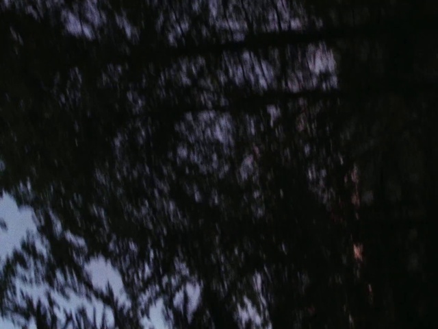 Video Reference N5: Twig, Sky, Trunk, Wood, Tints and shades, Plant, Electric blue, Grass, Pattern, Forest