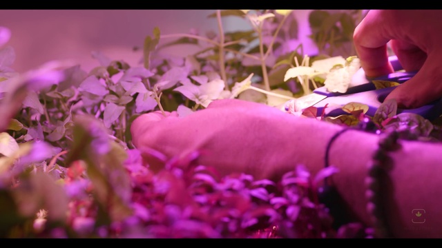 Video Reference N4: Plant, Flower, Purple, Petal, Organism, Violet, Pink, Magenta, Grass, Happy