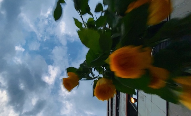 Video Reference N0: Cloud, Flower, Sky, Plant, Petal, Branch, Sunlight, Water, Cumulus, Flowering plant