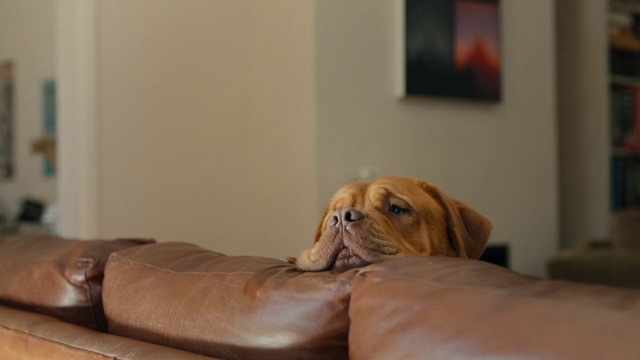 Video Reference N1: Dog, Mammal, Vertebrate, Canidae, Dog breed, Dogue de bordeaux, Carnivore, Companion dog, Sporting Group, Room
