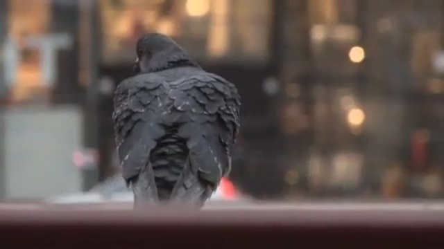 Video Reference N7: beak, bird, pigeons and doves