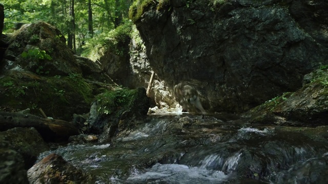 Video Reference N0: Body of water, Nature, Water, Water resources, Watercourse, Nature reserve, Stream, Rock, Formation, Natural landscape, Outdoor, Bear, Rocky, Standing, Large, Mountain, Zoo, Walking, Polar, Forest, Black, Hillside, Enclosure, Tree, River, Giraffe, Hill, White, Waterfall, Cave, Plant, Creek, Mountain river