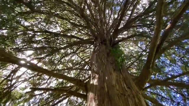 Video Reference N5: Tree, Plant, Woody plant, Nature, Trunk, Branch, Nature reserve, Forest, Woodland, Old-growth forest