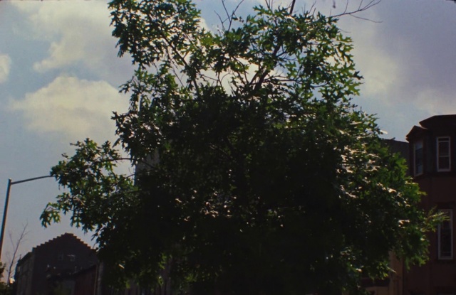 Video Reference N2: Tree, Sky, Leaf, Woody plant, Branch, Plant, Morning, Neighbourhood, Residential area, House
