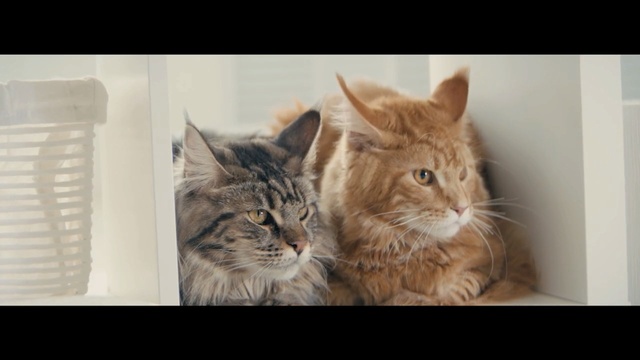 Video Reference N4: cat, whiskers, mammal, small to medium sized cats, cat like mammal, fauna, maine coon, kitten, domestic short haired cat, carnivoran