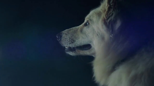 Video Reference N3: Mammal, Canidae, Dog, Greenland dog, Dog breed, Snout, Carnivore, Sky, Canadian eskimo dog, Wolfdog