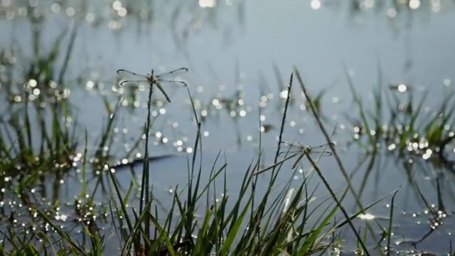 Video Reference N1: Water, Nature, Grass, Plant, Morning, Grass, Flower, Reflection, Phragmites, Spring