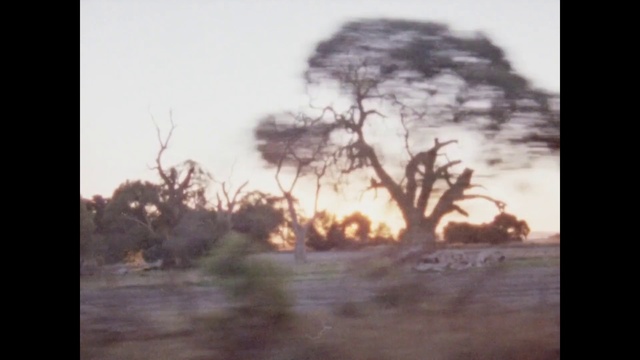 Video Reference N2: Sky, Tree, Nature, Photograph, Atmospheric phenomenon, Morning, Savanna, Branch, Snapshot, Landscape