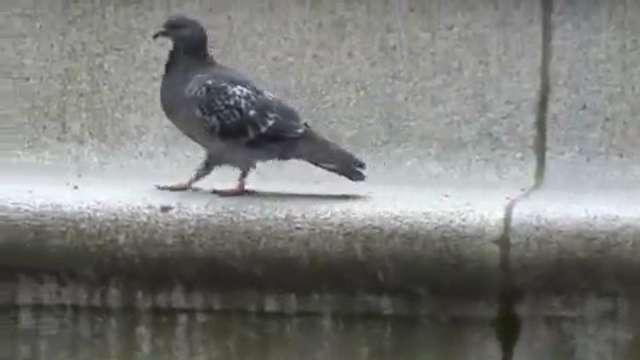 Video Reference N6: bird, pigeons and doves, fauna, beak, stock dove, seabird