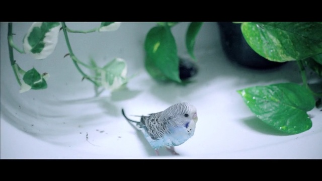 Video Reference N1: green, leaf, water, fauna, close up, organism, still life photography, beak, bird, parakeet