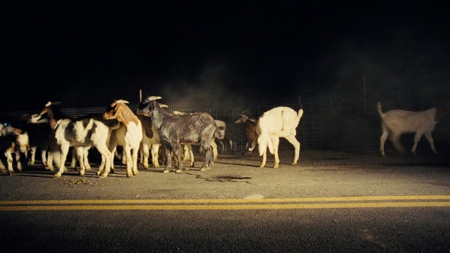 Video Reference N0: Herd, Goats, Goat, Wildlife, Night, Herding, Cow-goat family, Sky, Goat-antelope, Road