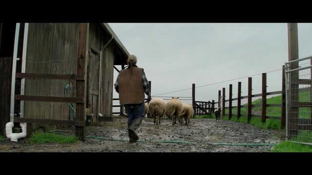 Video Reference N6: sheep, livestock, grass, farm, pasture, sheep, screenshot, goats, tree, sky