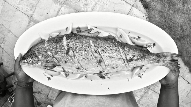 Video Reference N1: black and white, monochrome photography, water, photography, monochrome, fish, fish, still life photography