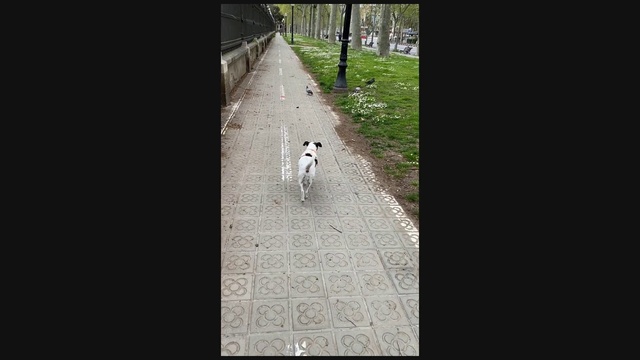 Video Reference N0: Canidae, Dog, Line, Sporting Group, Sidewalk, Carnivore, Dog breed, Street dog, Road, Tail