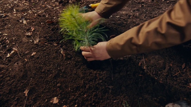 Video Reference N0: Soil, Plant, Grass, Tree, Grass family, Adaptation, Hand, Sowing, Gardening