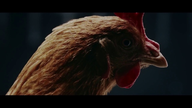 Video Reference N4: Beak, Chicken, Bird, Galliformes, Rooster, Close-up, Poultry, Eye, Fowl, Organism, Animal, Looking, Sitting, Indoor, Window, Small, Staring, Face, Front, Screen, Close, Camera, Head, Red, Dark, Brown, View, Pink, Black, Dog, Eyes, Table, Computer, Standing, White, Cat, Room, Blue, Blurry, Gallinaceous bird, Comb, Distance