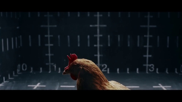 Video Reference N0: Chicken, Rooster, Darkness, Galliformes, Bird, Livestock, Screenshot, Poultry, Beak, Fictional character, Sitting, Looking, Orange, Front, Screen, Red, Cat, Black, White, Table, Laying, Large, Standing, Room, Text, Animal, Comb
