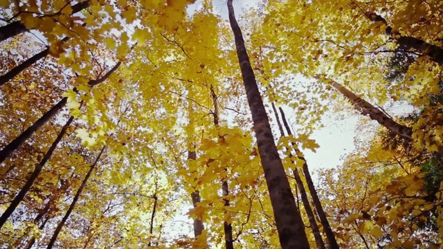 Video Reference N10: Tree, Yellow, Leaf, Woody plant, Autumn, Deciduous, Plant, Temperate broadleaf and mixed forest, Northern hardwood forest, Biome
