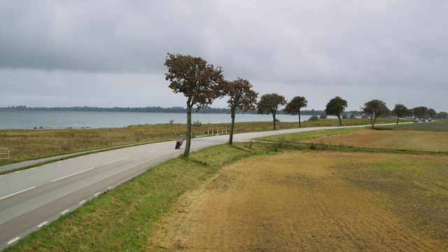 Video Reference N0: Tree, Road, Land lot, Shore, Grass, Coast, Woody plant, Infrastructure, Thoroughfare, Sea