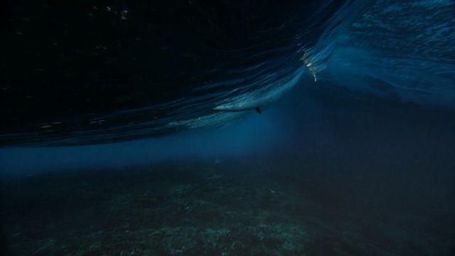 Video Reference N2: water, underwater, sea, atmosphere, light, marine biology, ocean, darkness, freediving, wave