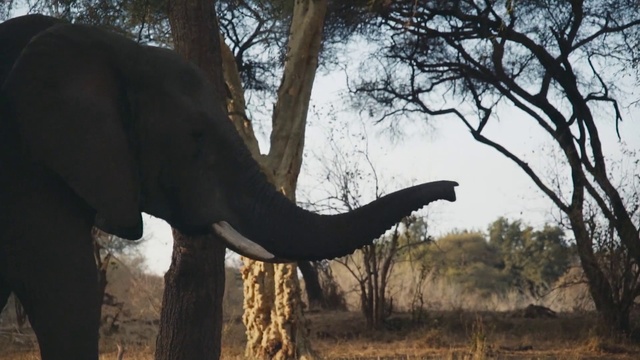Video Reference N2: Elephant, Tree, Elephants and Mammoths, Terrestrial animal, Branch, African elephant, Wildlife, Indian elephant, Trunk, Woody plant