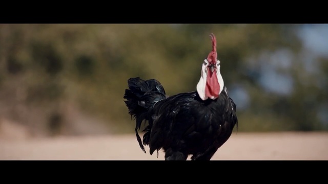 Video Reference N0: Bird, Beak, Chicken, Galliformes, Fowl, Photography, Wildlife, Rooster, Feather