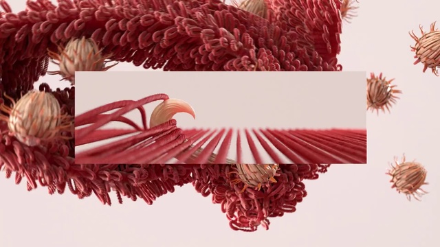 Video Reference N8: Red, Pink, Tree, Pine, Thread, Pine family, Plant, Conifer, Interior design