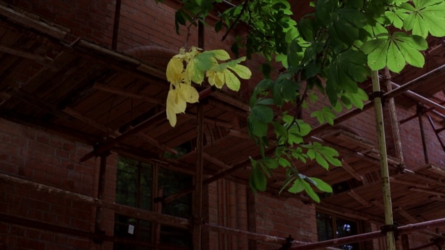 Video Reference N3: Leaf, Green, Plant, Tree, Flower, House, Branch, Wood, Jungle, Vascular plant