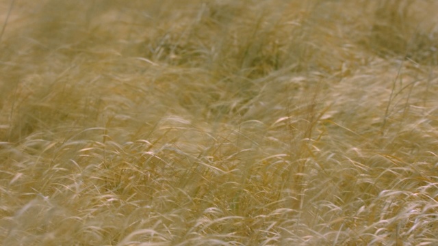 Video Reference N1: grass, grass family, food grain, commodity, grain, cereal, ecoregion, barley, crop, straw