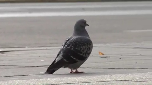 Video Reference N15: bird, pigeons and doves, beak, feather, Person