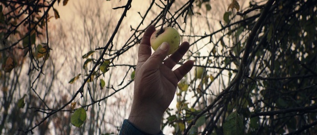 Video Reference N0: Branch, Tree, Plant, Woody plant, Hand, Organism, Parakeet, Twig, Photography, Fruit