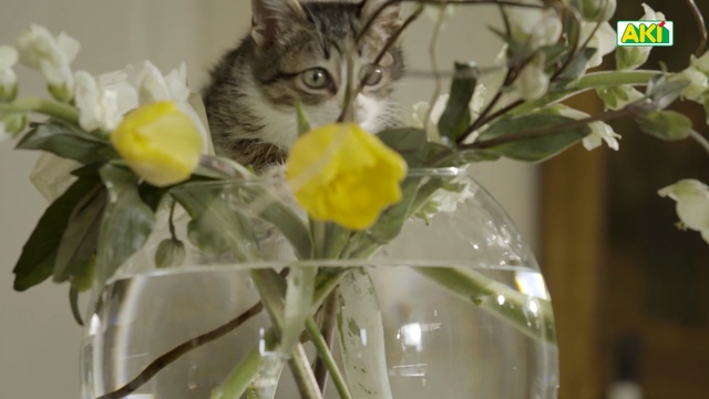 Video Reference N2: Cat, Small to medium-sized cats, Felidae, Flower, Yellow, Plant, Whiskers, Narcissus, Cut flowers, Houseplant