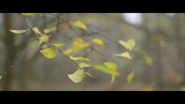 Video Reference N1: leaf, branch, yellow, flora, vegetation, twig, deciduous, sunlight, morning, tree