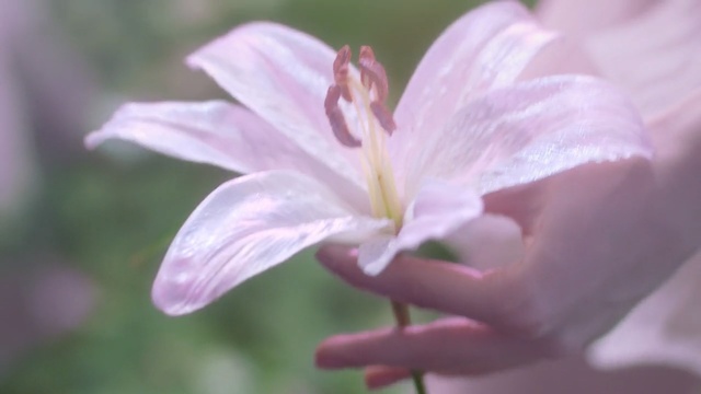 Video Reference N0: flower, flora, plant, lilac, petal, wildflower, lily, spring, plant stem