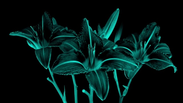 Video Reference N0: Black, Plant, Flower, Botany, Flowering plant, Petal, Leaf, Terrestrial plant, Graphics, Black-and-white