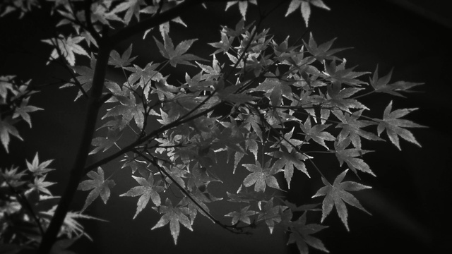 Video Reference N1: black and white, monochrome photography, leaf, flora, monochrome, tree, darkness, branch, plant, twig, Person