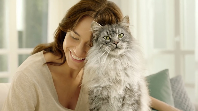 Video Reference N0: Cat, Mammal, Small to medium-sized cats, Felidae, Siberian, Whiskers, Norwegian forest cat, Domestic long-haired cat, British longhair, Carnivore