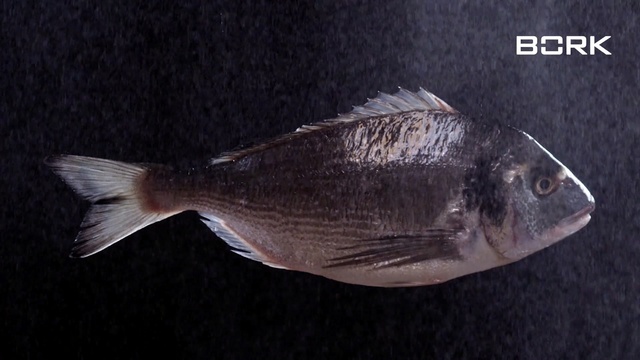 Video Reference N1: Fish, Fish, Organism, Tilapia, Bony-fish, Sole, Tail, Ray-finned fish