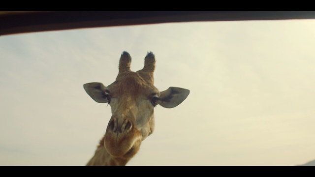 Video Reference N0: Giraffe, Giraffidae, Wildlife, Terrestrial animal, Snout, Organism, Adaptation, Fawn