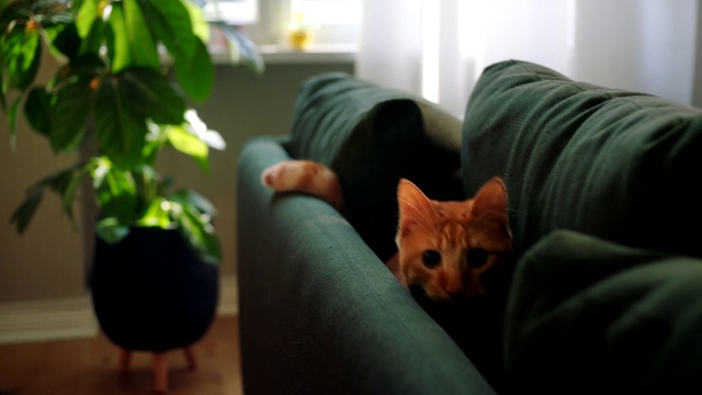 Video Reference N0: Cat, Felidae, Small to medium-sized cats, Whiskers, Room, Carnivore, Furniture, Couch, Kitten, Plant