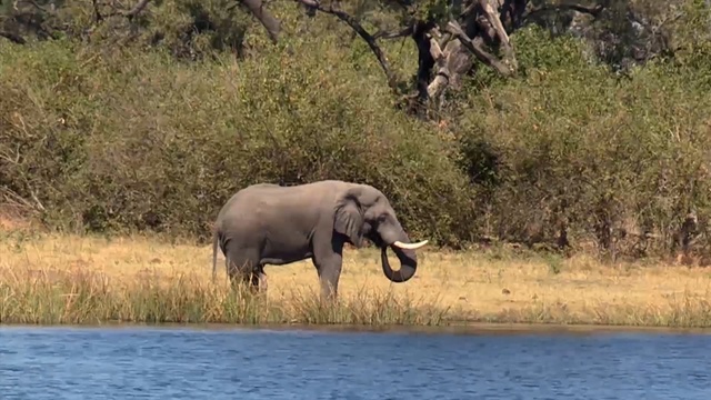 Video Reference N8: elephant, wildlife, elephants and mammoths, terrestrial animal, nature reserve, indian elephant, wilderness, ecosystem, fauna, safari