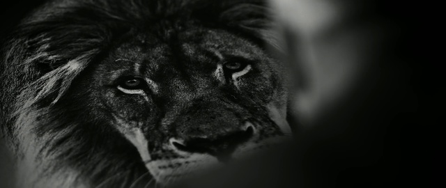Video Reference N1: Black, White, Black-and-white, Felidae, Lion, Snout, Big cats, Monochrome photography, Wildlife, Whiskers