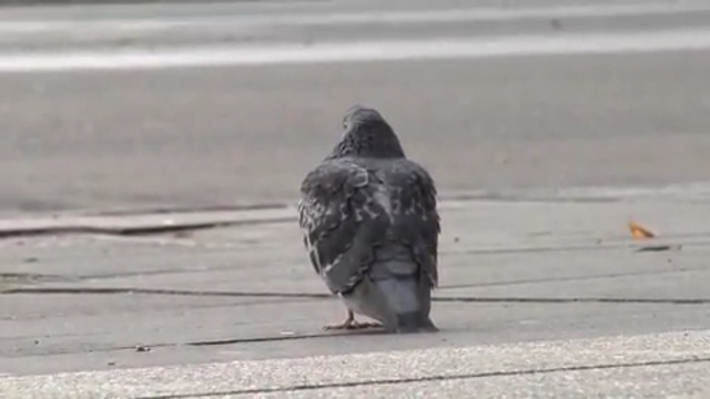 Video Reference N18: bird, pigeons and doves, beak, asphalt, Person