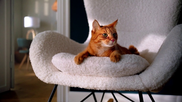 Video Reference N2: Cat, Mammal, Small to medium-sized cats, Felidae, Whiskers, Carnivore, Asian, Somali, Abyssinian, Comfort