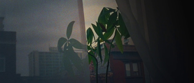 Video Reference N1: Leaf, Flower, Plant, Houseplant, Room, Plant stem