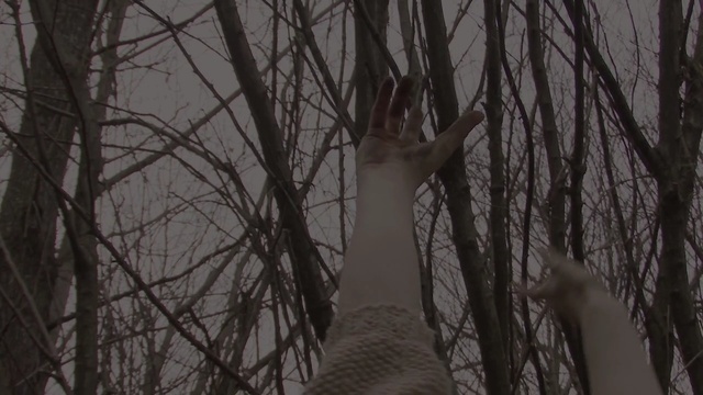Video Reference N0: tree, woody plant, branch, forest, woodland, darkness, plant, sky, wood, trunk, Person